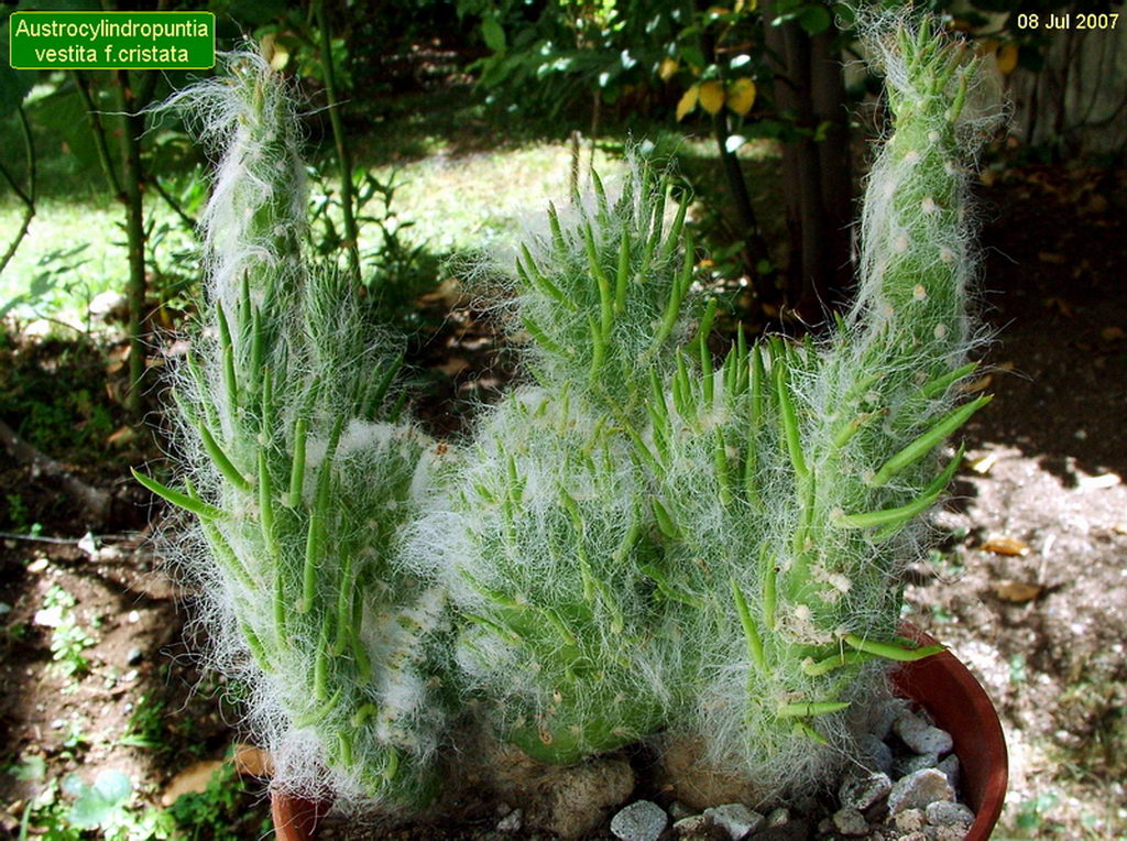 استروسیلیندرو پونتیا وستیتا